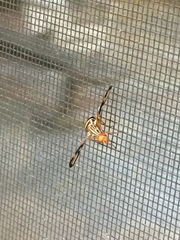 Idana marginata