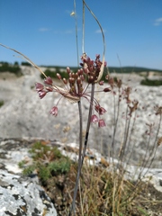 Allium paniculatum