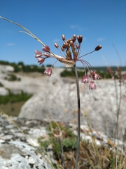 Allium paniculatum
