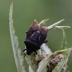 Rhacognathus punctatus