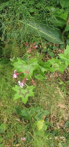 Pelargonium transvaalense, photograph 4