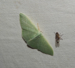 Neromia rubripunctilla