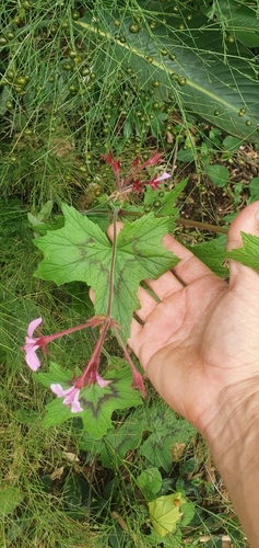 Pelargonium transvaalense, photograph 5