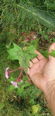 Pelargonium transvaalense