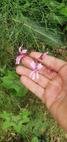 Pelargonium transvaalense, photograph 6