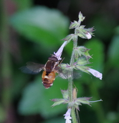 Philoliche aethiopica