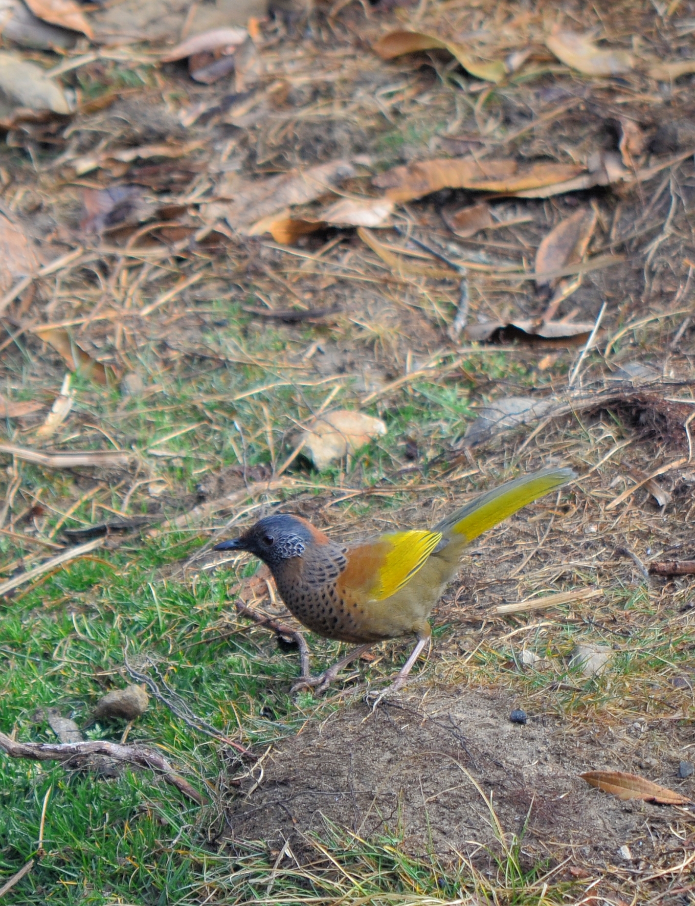 Chestnut-crowned Laughingthrush