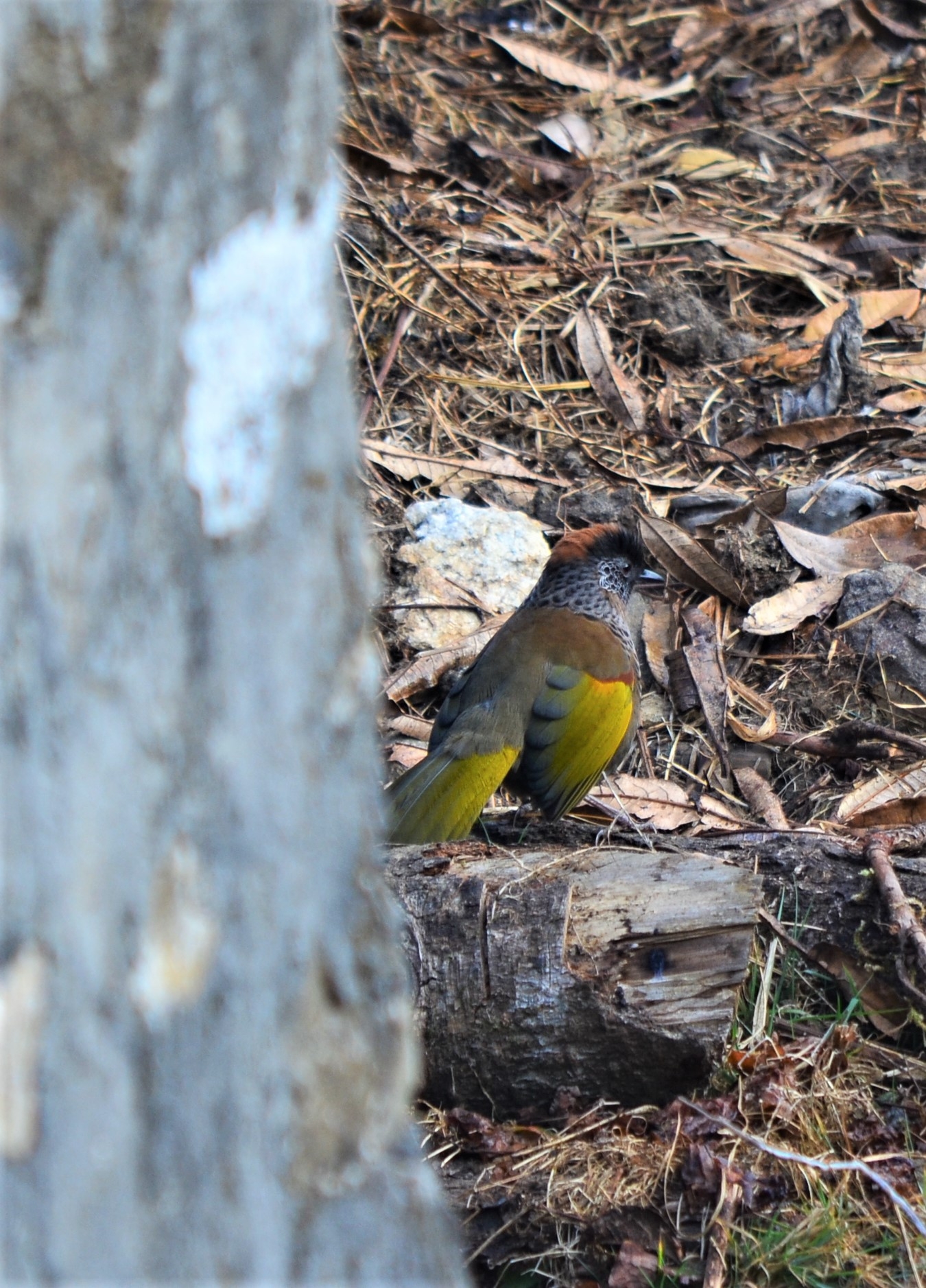 Chestnut-crowned Laughingthrush