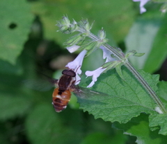 Philoliche aethiopica