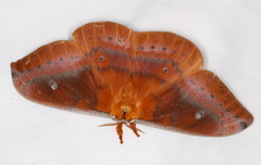 Syntherata janetta