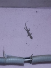 Hemidactylus frenatus