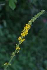 Agrimonia bracteata