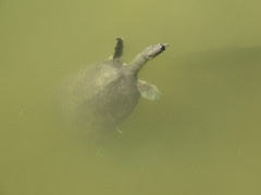 Apalone spinifera emoryi