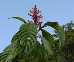 Phlogacanthus curviflorus