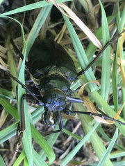 Anthracocentrus capensis