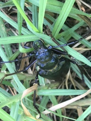 Anthracocentrus capensis