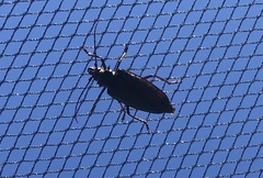 Anthracocentrus capensis