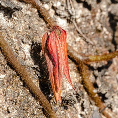 Melastoma sanguineum