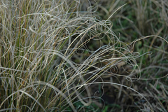 Carex litorosa