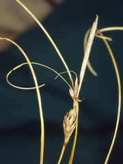 Carex litorosa