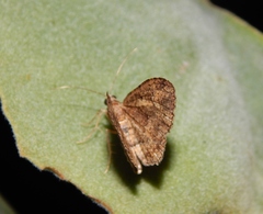 Chiasmia furcata