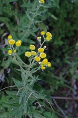 Helichrysum cooperi