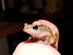 Eleutherodactylus modestus