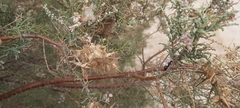 Tamarix aucheriana
