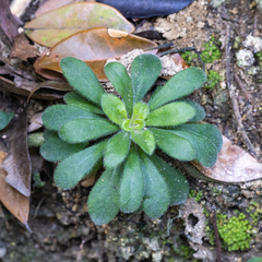 Lysimachia alpestris