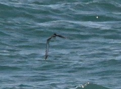 Synthliboramphus antiquus