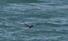 Synthliboramphus antiquus