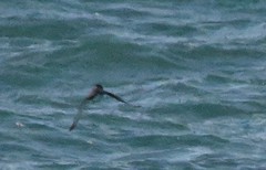 Synthliboramphus antiquus