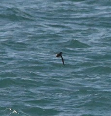 Synthliboramphus antiquus