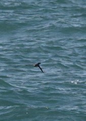 Synthliboramphus antiquus