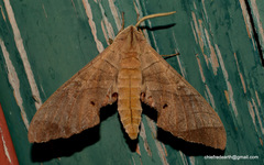 Marumba