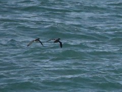 Synthliboramphus antiquus