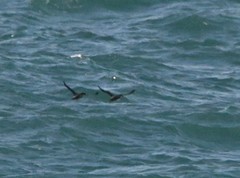 Synthliboramphus antiquus