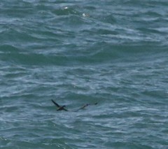 Synthliboramphus antiquus