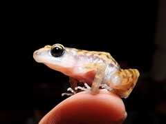 Eleutherodactylus modestus