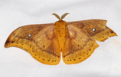 Syntherata janetta