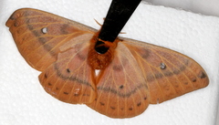 Syntherata janetta