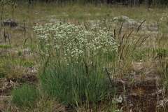 Eremogone saxatilis