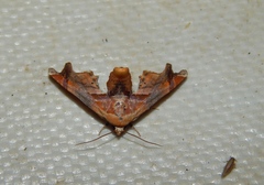 Eutelia callichroma