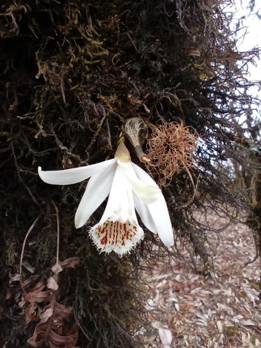 Pleione humilis, photograph 4