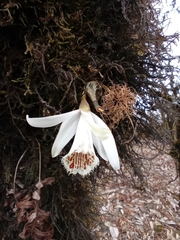 Pleione humilis, photograph (c) Anirban Datta-Roy, some rights reserved (CC BY)
