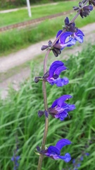 Salvia pratensis