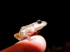 Eleutherodactylus modestus