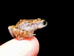 Eleutherodactylus modestus