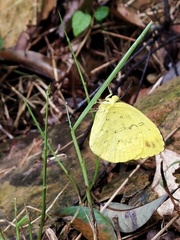 Eurema blanda arsakia