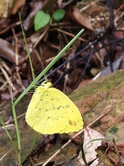 Eurema blanda arsakia